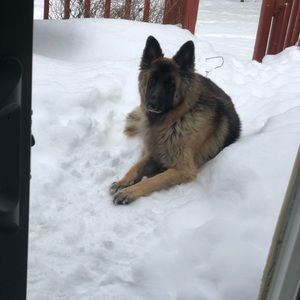 Meet your Posher, Noah